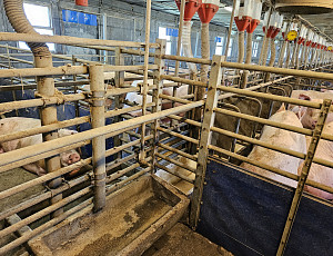 Rekonstrukce haly chovu prasat